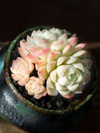 1 - Cut 9cm Succulent Live Plant Echeveria Elegans Home Garden Rare Pot Flower