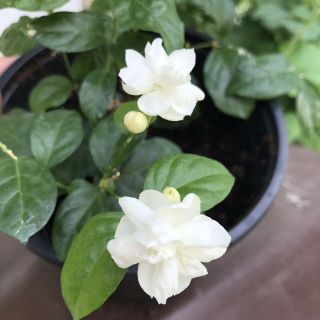 Live Rare Jasmine " Belle Of India " Plant Fragrant Bushy 7” Tall Plant