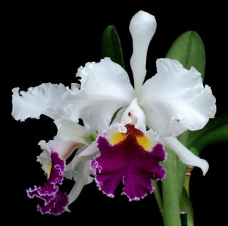 Rare Orchids - C Memoria Maggie Hood (aconcagua X Enid) Division