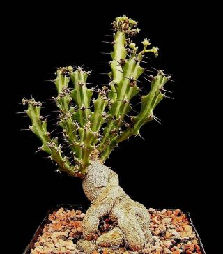 Rare Euphorbia Knutii Exotic African Bonsai Caudex Africa Succulent Seed 5 Seeds