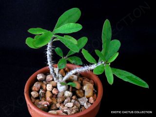 Rare Euphorbia Millii V Tenuispina @ Exotic Color Madagascar Bonsai Seed 5 Seeds