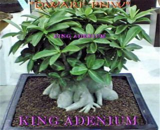 Adenium Arabicum " Dwarf Pnw " Petch Nawang 100 Seeds Fresh & Rare Big Caudex