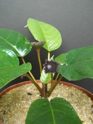 DORSTENIA ELATA rare succulents caudex exotic caudiciform bonsai seed 10 SEEDS 2