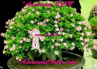 Adenium Desert Rose Arabicum " Rcn " 100 Seeds Fresh Rare