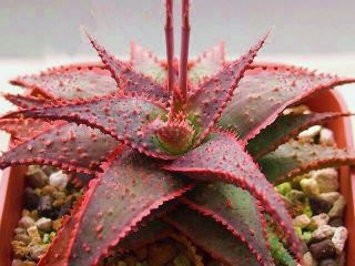 Aloe Christmas Carol @ Red Color Hybrid Succulent Rare Agave Cacti Seed 10 Seeds