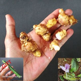 5 Rhizomes Extreme Rare Kaempferia Rotunda L.  Plant Live Bulbs Herb,  Gift