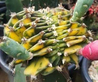 Gymnocalycium Yellow Tiger Cristata 10 Seed Cacti Cactus Kakteen Rare