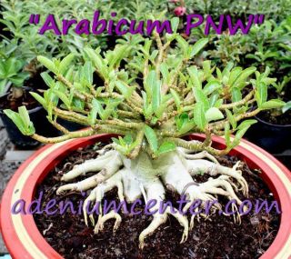 Adenium Desert Rose Arabicum " Pnw " 100 Seeds Fresh Rare