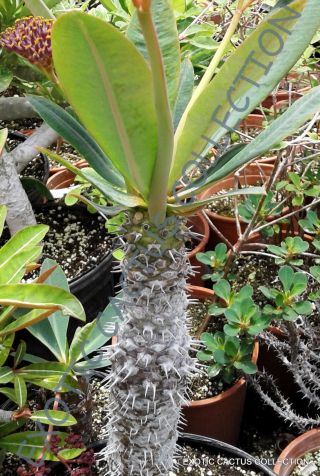 Rare Euphorbia Pachypodioides @ Exotic Succulent Cactus Cacti Plant Seed 5 Seeds