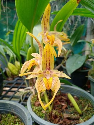 Orchid Species Bulbophyllum Variabile 1 Plant 3 - 4 Bulb / Rare Orchids