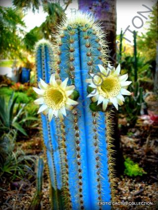 Rare Pilosocereus Purpureus @j@ Exotic Color Columnar Cacti Cactus Seed 10 Seeds