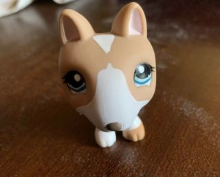 Littlest Pet Shop Brown White Pit Bull/ Terrier 1095 Rare And Authentic