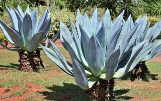 Agave Americana,  Rare Succulent Century Plant Seed Exotic Maguey Aloe - 15 Seeds