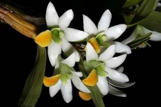 Orchid Species Rare Orchids Dendrobium Scabrilingue Blooming Size 1 Plant