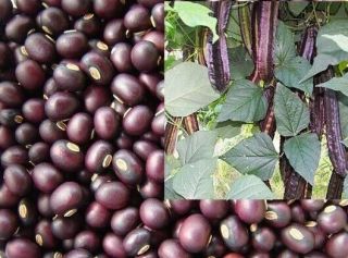 20 Seeds Purple Winged Bean Thai Rare Fresh Vegetable 5g,  Tracking