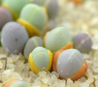 Gibbaeum Comptonii Exotic Succulent Rare Ice Living Rocks Mesembs Seed 20 Seeds