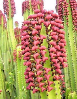 Euphorbia Canariensis rare succulent Canary Island spurge Spanish cardón 5 seeds 2