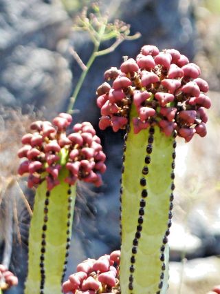 Euphorbia Canariensis rare succulent Canary Island spurge Spanish cardón 5 seeds 3