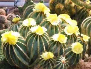 Parodia Magnifica,  Rare Notocactus Exotic Eriocactus Succulent Cactus - 25 Seeds