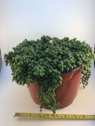 String Of Pearls Shown In 8 " Pot Rare Succulent Plant