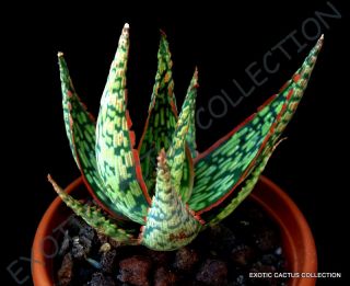 Rare Aloe Peppermint @j@ Agave Healing Medicinal Succulent Plant Seed 10 Seeds