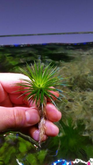 Rare Eriocaulon " Japan Shiga " Live Aquarium Aquatic Plant Plants