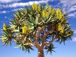 Aloe Dichotoma,  Exotic Quiver Tree Big Succulent Rare Desert Plant Seed 10 Seeds