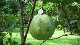 Giant Indian Sweet White Guava Tree Extremely Rare Fruit Weighs 2 Pounds
