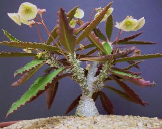 Rare Euphorbia Suzannae - Marnierae Exotic Madagascar Bonsai Caudex Seed 5 Seeds