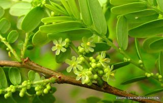 Indian Gooseberry Phyllanthus Emblica Amla Tree Fruit Rare Exotic Seed 5 Seeds