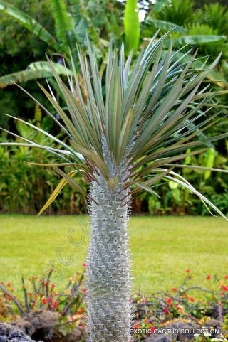 Pachypodium Geayi Rare Madagascar Tree Palm Succulent Cacti Cactus 5 Seeds