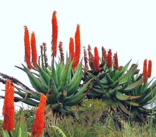 Aloe Ferox Exotic Bitter Medicinal Gel Succulent Rare Desert Plant Seed 10 Seeds