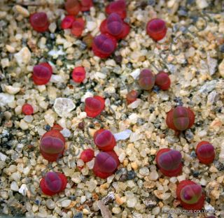 Rare Gibbaeum Esterhuyseniae,  Succulent Ice Living Rocks Mesembs Seed 20 Seeds