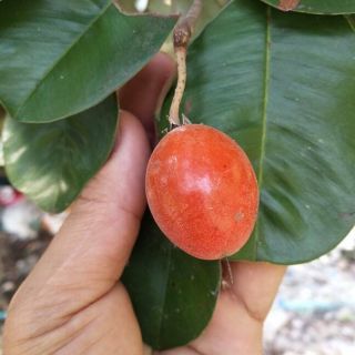 10 Seeds Manilkara Kauki Mini Sapodilla Fruit Herb Very Rare From Thai