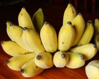 Fresh 1 Big Plant Banana Musa Abb Cv.  Kluai 