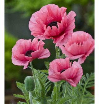 100 Seeds Rare Perennial Pink Poppy Flowers With Black Eyes