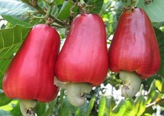 5 Seed Anacardium Occidentale Cashew Nut Tree Rare Tropical Fruit Fresh