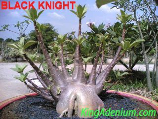 Adenium " Arabicum Dwarf Black Knight " 100 Seeds Fresh Rare Seeds Great Bonsai