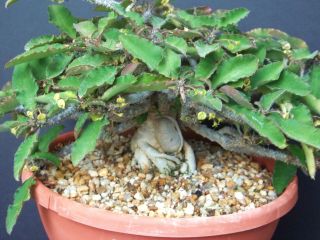 Rare Euphorbia Razafindratsirae @j@ Madagascar Bonsai Caudex Cacti Seed 5 Seeds