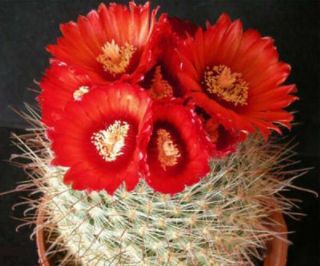 Parodia Sanguiniflora @ Rare Cacti Cactus Seed 25 Seeds