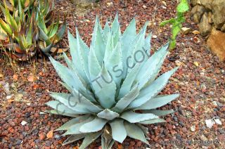 Rare Agave Parryi Var.  Cousei @ Hardy Exotic Succulent Aloe Plant Seed 15 Seeds