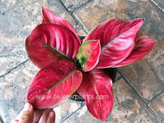 Aglaonema Hybrid " Red Lady " Succulent Plant,  Phyto Rare