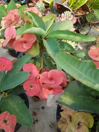 2019 1 Plant Euphorbia Milli Euphorbiaceae Rare Crown Of Thorns,  Christ Tho