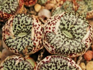Conophytum Ursprungianum,  @ Rare Mesemb Exotic Succulent Living Stones 15 Seeds