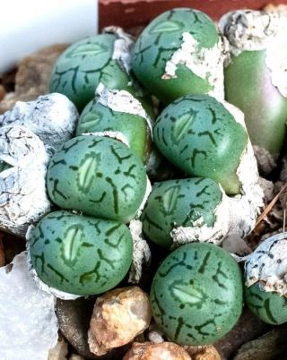 Rare Conophytum Ficiforme Mesemb Exotic Succulent Seed Living Stones - 15 Seeds