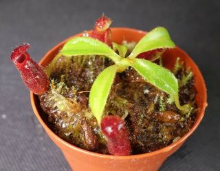 Nepenthes X Trusmadiensis Seed Grown - Extremely Rare Carnivorous Pitcher Plant