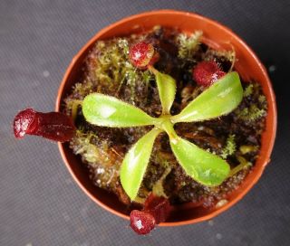 Nepenthes x trusmadiensis SEED GROWN - EXTREMELY RARE carnivorous pitcher plant 2