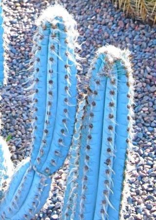 Pilosocereus Pachycladus,  Blue Color Columnar Rare Cacti Cactus Seed - 20 Seeds