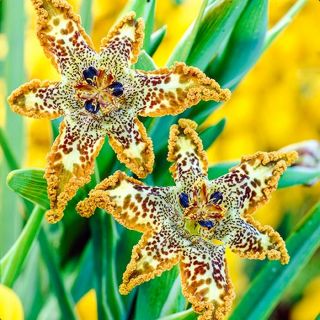 Rare Spider Iris Roots Bulbs Unique Alluring Flowers Spectacular Landscape Decor