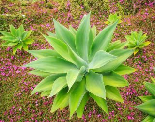 Rare Foxtail Agave Attenuata Spineless Agaves Succulent Aloe Plant Seed 15 Seeds